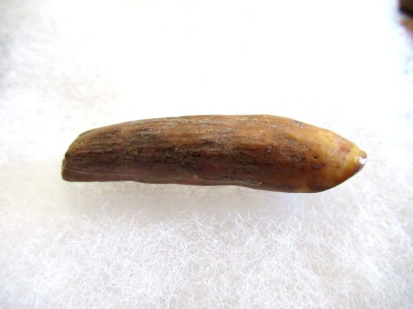 Genuine Pliocene Beluga Whale Tooth For Sale From Alaska #16a