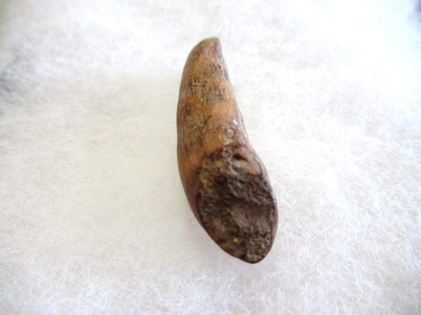 Genuine Pliocene Beluga Whale Tooth For Sale From Alaska #16b