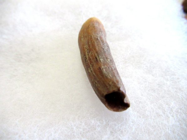 Genuine Pliocene Beluga Whale Tooth For Sale From Alaska #16c