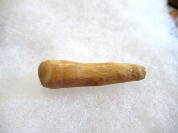 Genuine Pliocene Beluga Whale Tooth For Sale From Alaska #17