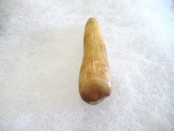 Genuine Pliocene Beluga Whale Tooth For Sale From Alaska #17b