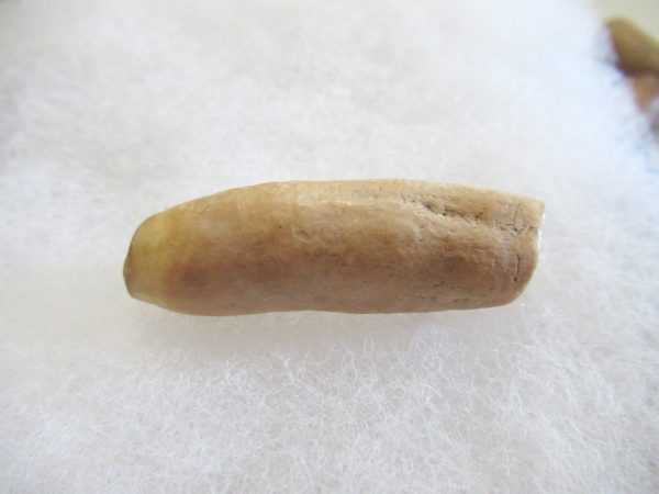 Genuine Pliocene Beluga Whale Tooth For Sale From Alaska #18