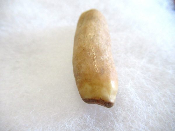 Genuine Pliocene Beluga Whale Tooth For Sale From Alaska #18b