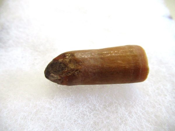 Genuine Pliocene Beluga Whale Tooth For Sale From Alaska #19