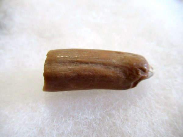 Genuine Pliocene Beluga Whale Tooth For Sale From Alaska #19a