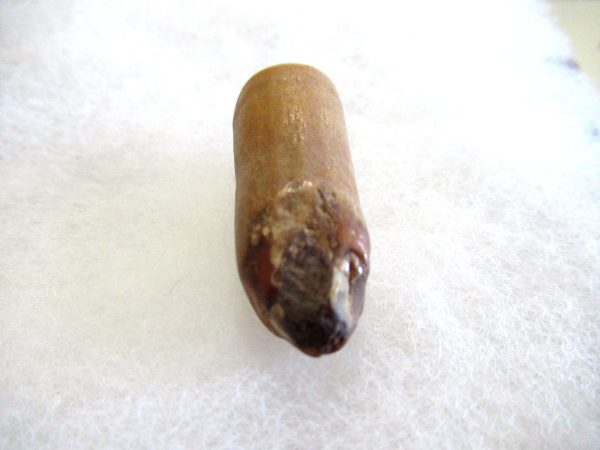 Genuine Pliocene Beluga Whale Tooth For Sale From Alaska #19b