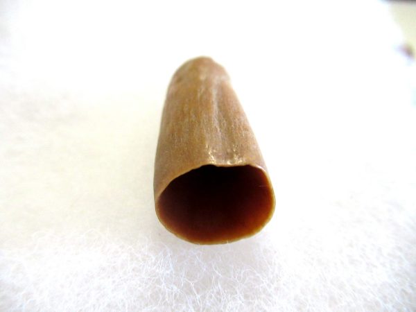 Genuine Pliocene Beluga Whale Tooth For Sale From Alaska #19c