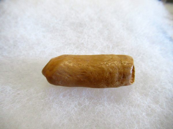 Genuine Pliocene Beluga Whale Tooth For Sale From Alaska #1a