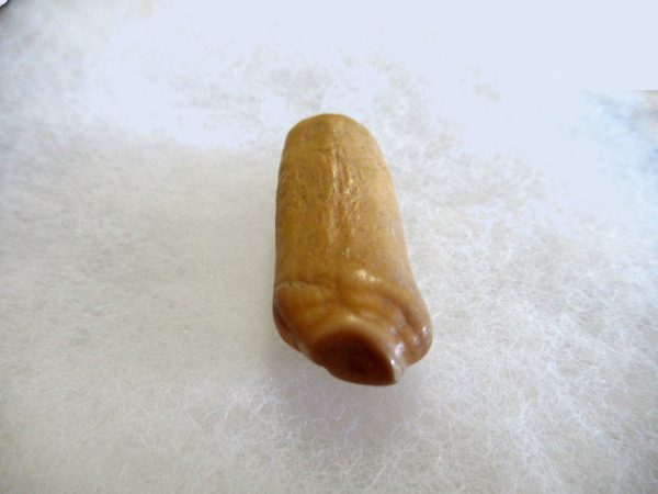 Genuine Pliocene Beluga Whale Tooth For Sale From Alaska #1b