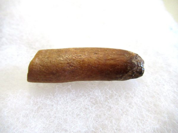 Genuine Pliocene Beluga Whale Tooth For Sale From Alaska #20