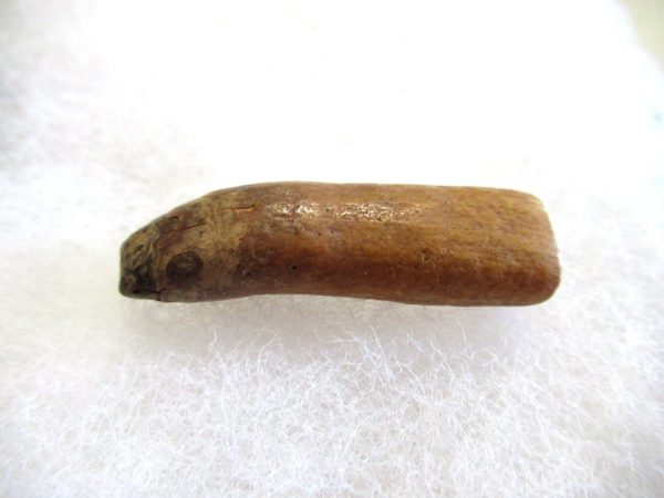 Genuine Pliocene Beluga Whale Tooth For Sale From Alaska #20a