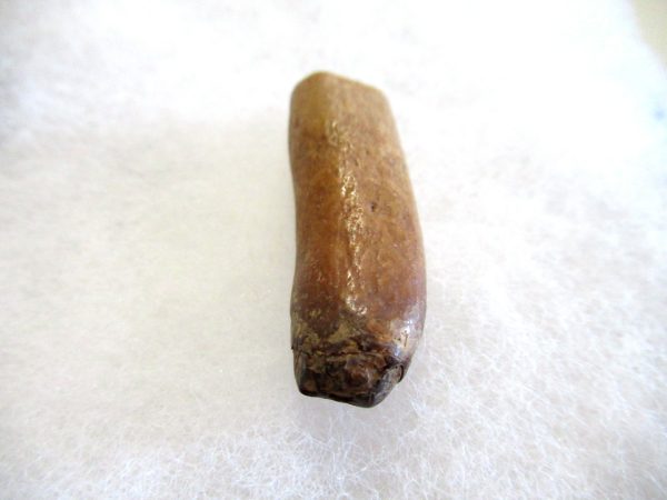 Genuine Pliocene Beluga Whale Tooth For Sale From Alaska #20b