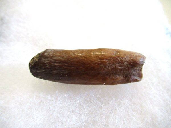 Genuine Pliocene Beluga Whale Tooth For Sale From Alaska #21