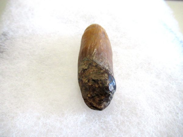 Genuine Pliocene Beluga Whale Tooth For Sale From Alaska #21b