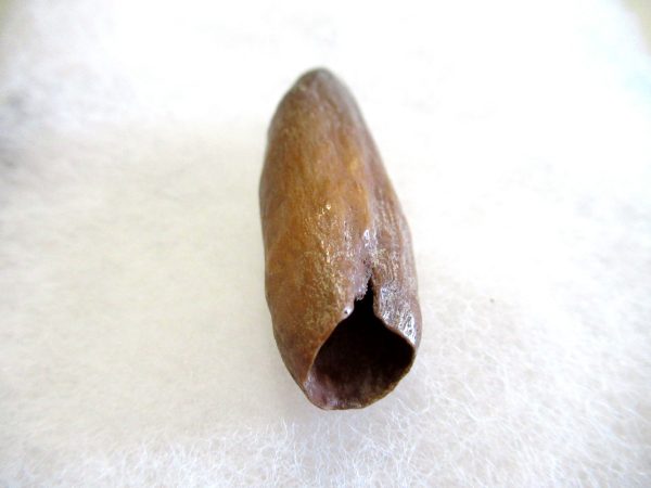 Genuine Pliocene Beluga Whale Tooth For Sale From Alaska #21c