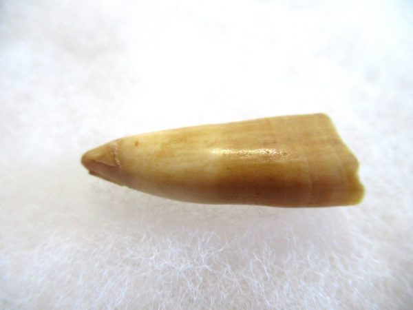 Genuine Pliocene Beluga Whale Tooth For Sale From Alaska #22