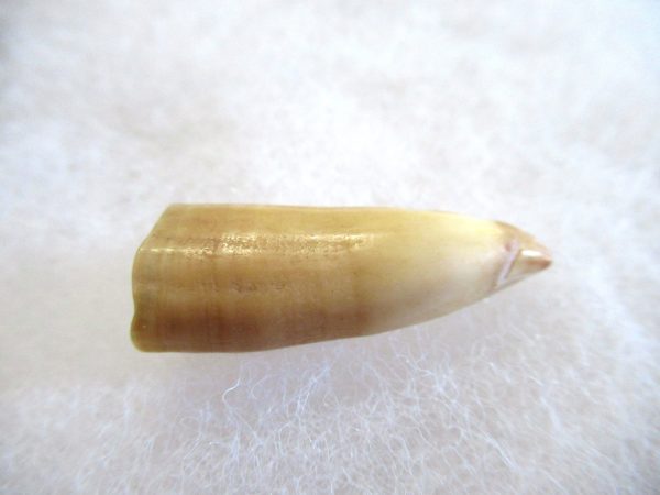 Genuine Pliocene Beluga Whale Tooth For Sale From Alaska #22a