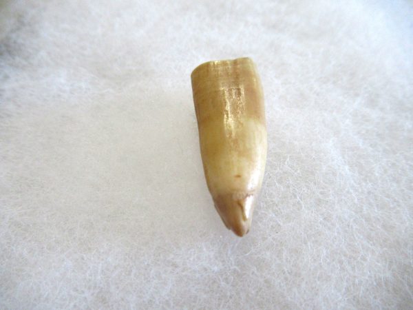 Genuine Pliocene Beluga Whale Tooth For Sale From Alaska #22b