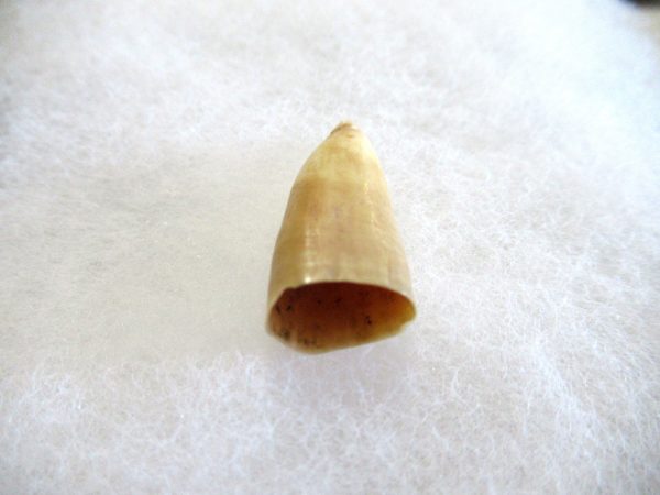 Genuine Pliocene Beluga Whale Tooth For Sale From Alaska #22c