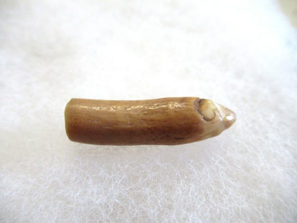 Genuine Pliocene Beluga Whale Tooth For Sale From Alaska #23a