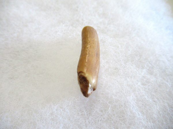 Genuine Pliocene Beluga Whale Tooth For Sale From Alaska #23b