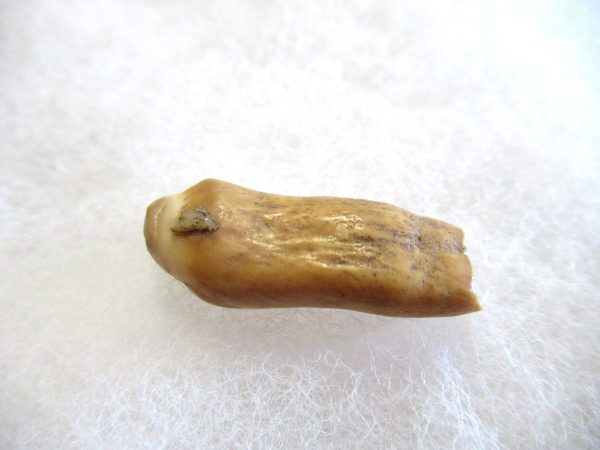 Genuine Pliocene Beluga Whale Tooth For Sale From Alaska #24