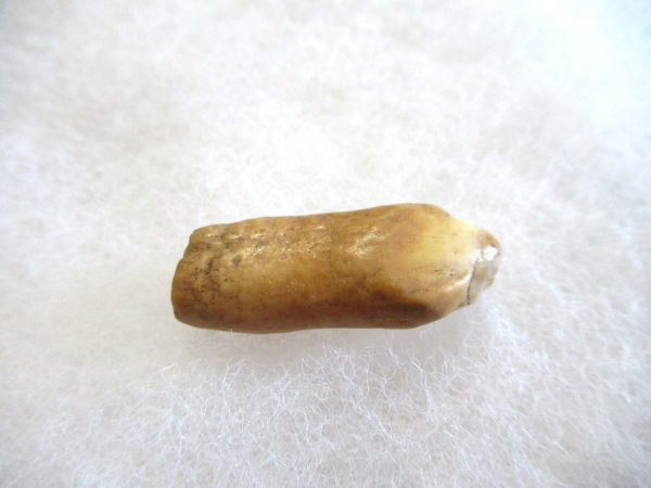 Genuine Pliocene Beluga Whale Tooth For Sale From Alaska #24a