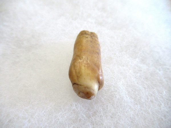 Genuine Pliocene Beluga Whale Tooth For Sale From Alaska #24b