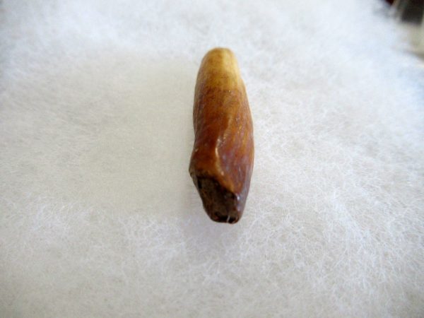 Genuine Pliocene Beluga Whale Tooth For Sale From Alaska #2b