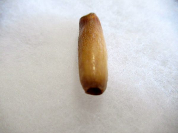 Genuine Pliocene Beluga Whale Tooth For Sale From Alaska #2c