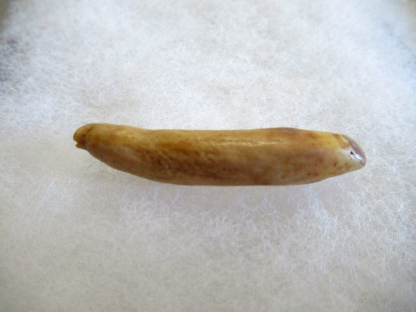 Genuine Pliocene Beluga Whale Tooth For Sale From Alaska #4