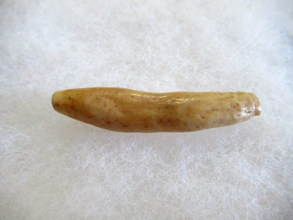 Genuine Pliocene Beluga Whale Tooth For Sale From Alaska #4a