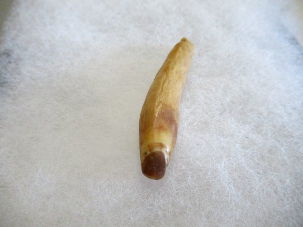 Genuine Pliocene Beluga Whale Tooth For Sale From Alaska #4b