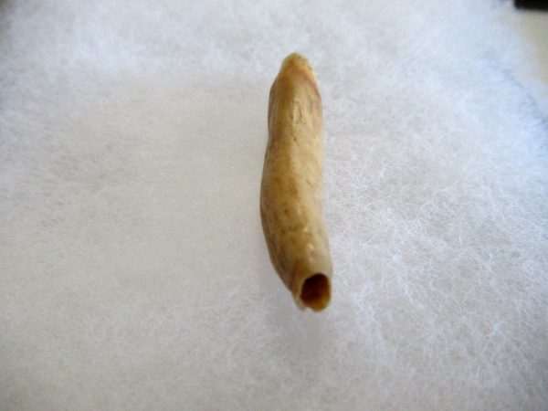 Genuine Pliocene Beluga Whale Tooth For Sale From Alaska #4c