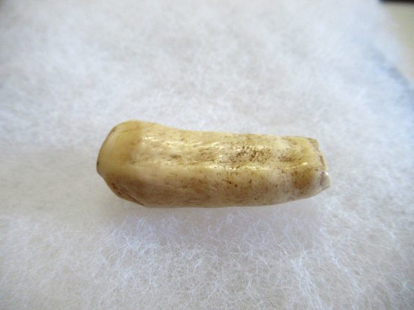 Genuine Pliocene Beluga Whale Tooth For Sale From Alaska #5