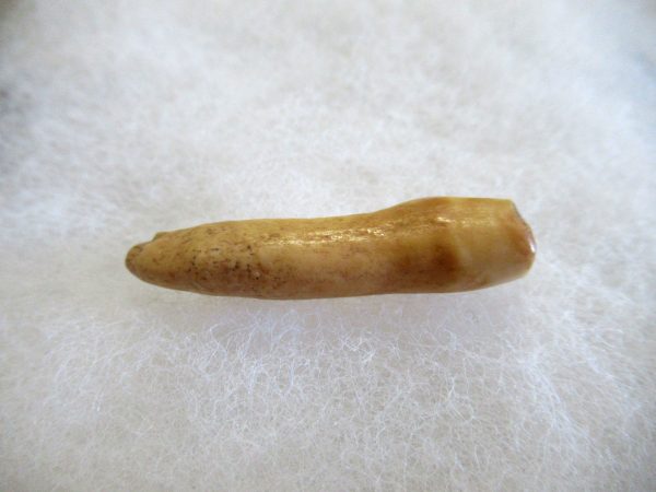 Genuine Pliocene Beluga Whale Tooth For Sale From Alaska #6