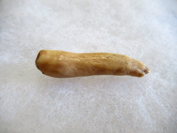 Genuine Pliocene Beluga Whale Tooth For Sale From Alaska #6a