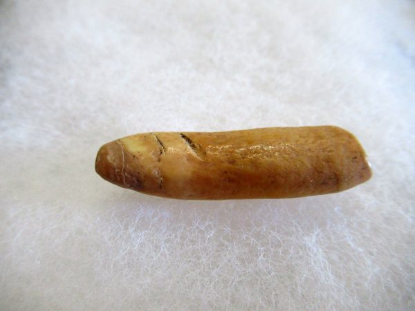 Genuine Pliocene Beluga Whale Tooth For Sale From Alaska #7