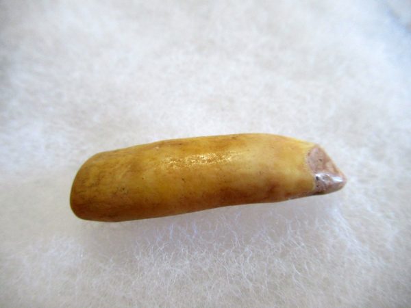 Genuine Pliocene Beluga Whale Tooth For Sale From Alaska #7a