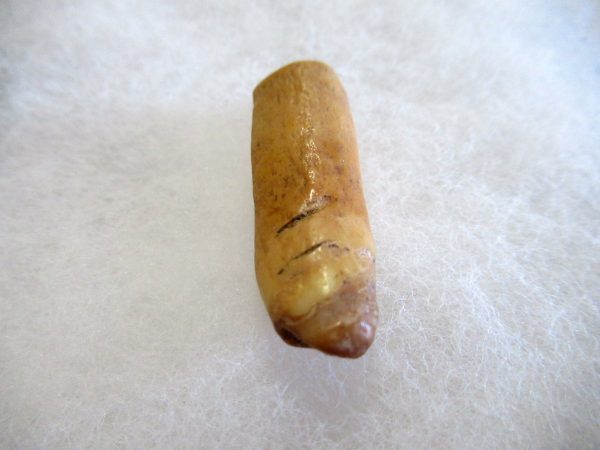 Genuine Pliocene Beluga Whale Tooth For Sale From Alaska #7b