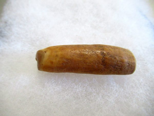 Genuine Pliocene Beluga Whale Tooth For Sale From Alaska #8