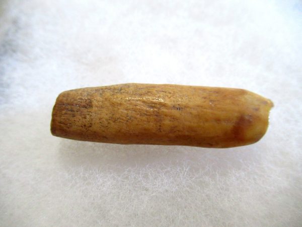 Genuine Pliocene Beluga Whale Tooth For Sale From Alaska #8a