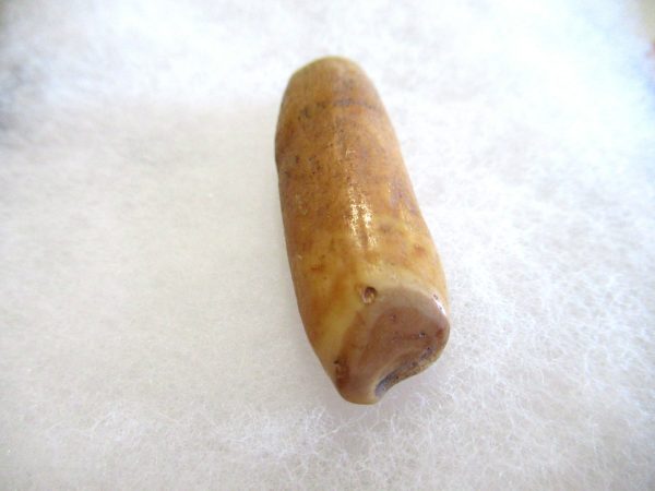 Genuine Pliocene Beluga Whale Tooth For Sale From Alaska #8b