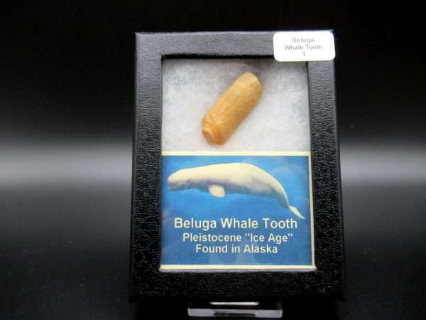 Genuine Pliocene Beluga Whale Tooth For Sale From Alaska Box #1