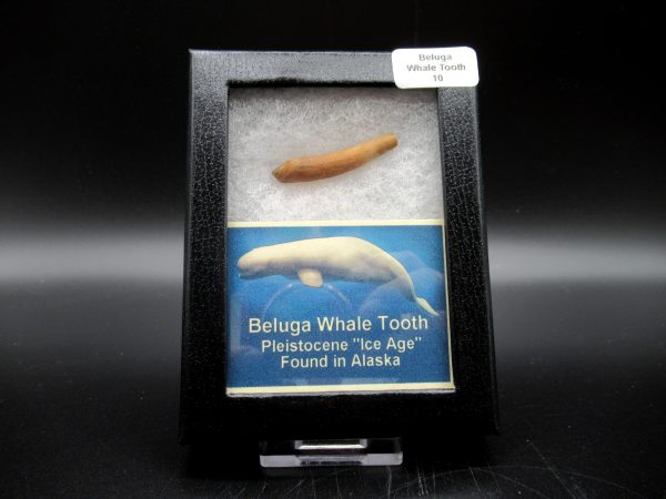 Genuine Pliocene Beluga Whale Tooth For Sale From Alaska Box #10