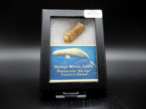 Genuine Pliocene Beluga Whale Tooth For Sale From Alaska Box #11