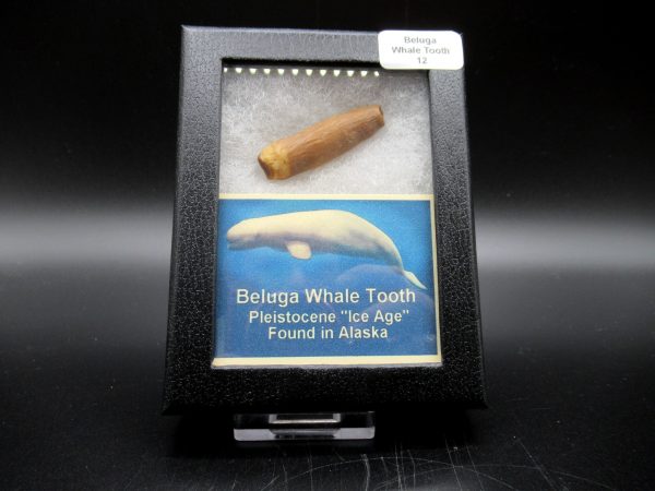 Genuine Pliocene Beluga Whale Tooth For Sale From Alaska Box #12