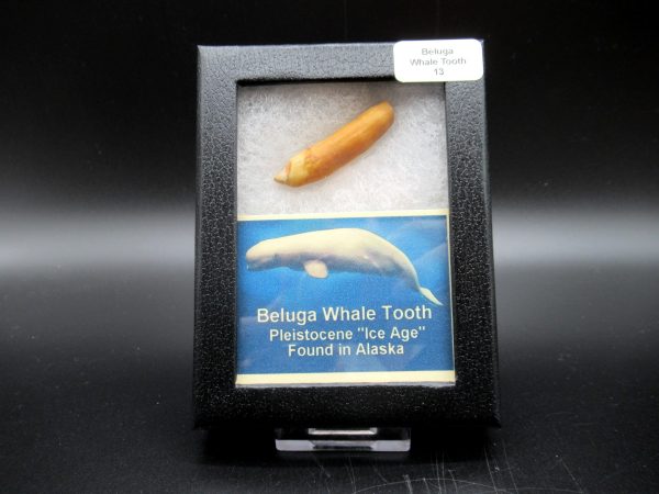 Genuine Pliocene Beluga Whale Tooth For Sale From Alaska Box #13