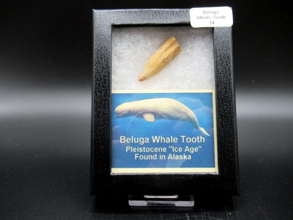 Genuine Pliocene Beluga Whale Tooth For Sale From Alaska Box #14