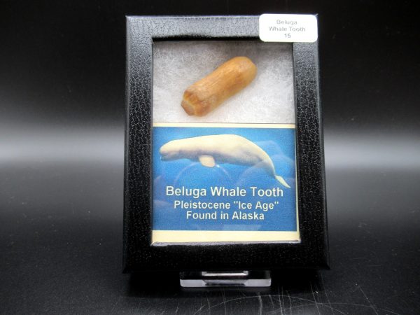 Genuine Pliocene Beluga Whale Tooth For Sale From Alaska Box #15